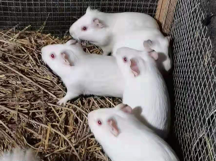 白豚鼠养殖培训