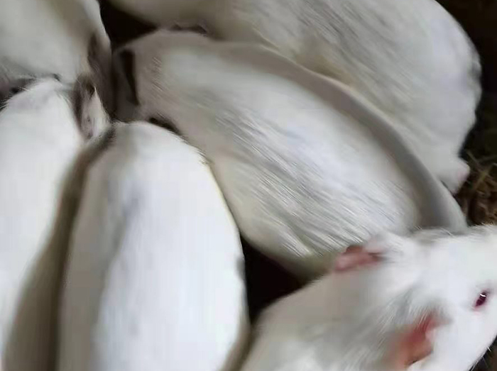 白豚鼠养殖技术