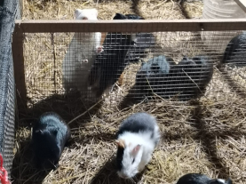 武汉豚鼠养殖视频