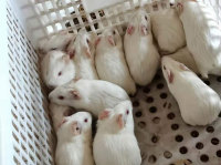 白豚鼠養殖技術