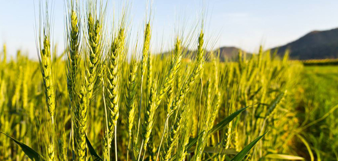 大麦 ， 甄选进口酿造级大麦