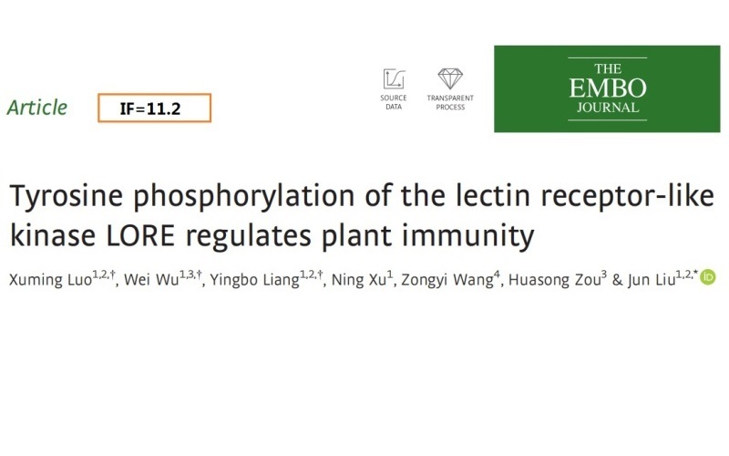 「青蓮百奧客戶文章」凝集素受體樣激酶LORE的酪氨酸磷酸化調節植物免疫力