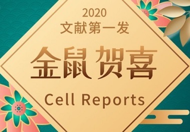 「青蓮百奧客戶文章」Cell Reports|TRIM32/USP11調控ARID1A穩定性以及調控鱗狀細胞癌發生發展