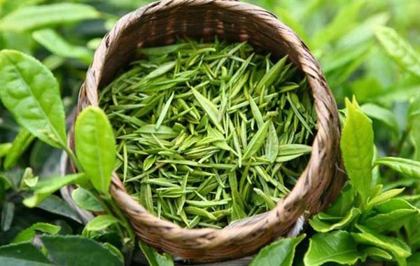 上海生态茶叶