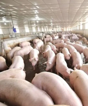 叙永生猪养殖公司