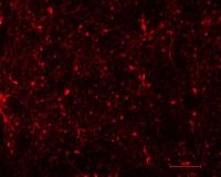 小鼠海马神经元细胞（原代细胞）