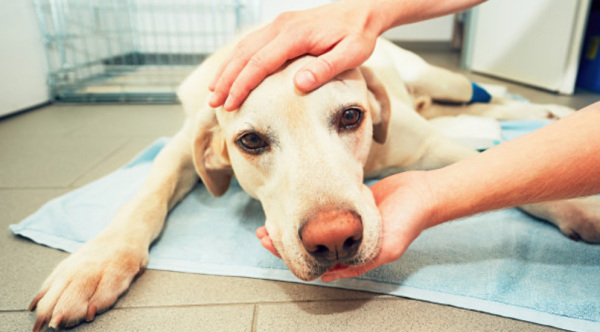 天津24小时宠物医院—— 狗狗身上出现这些信号，说明它病了！