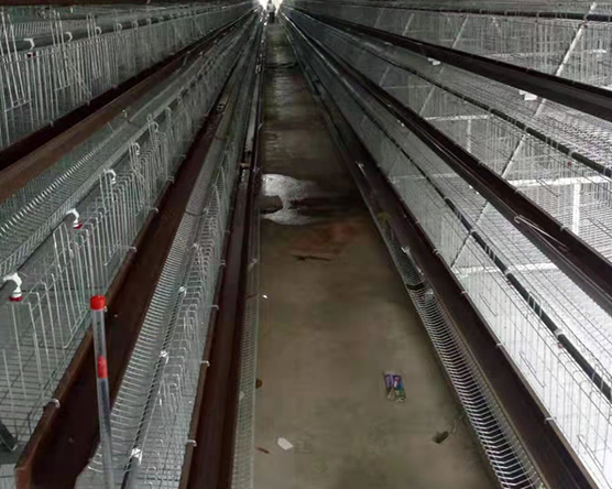 階梯式蛋雞籠養殖中異常雞糞與常見雞病的關系