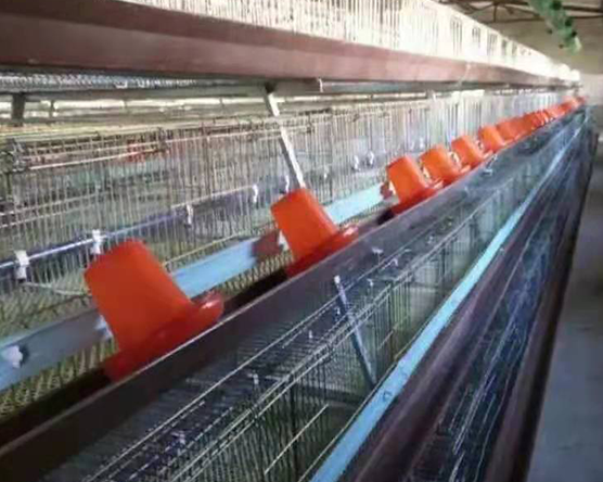 階梯式育雛籠自動化養雞設備