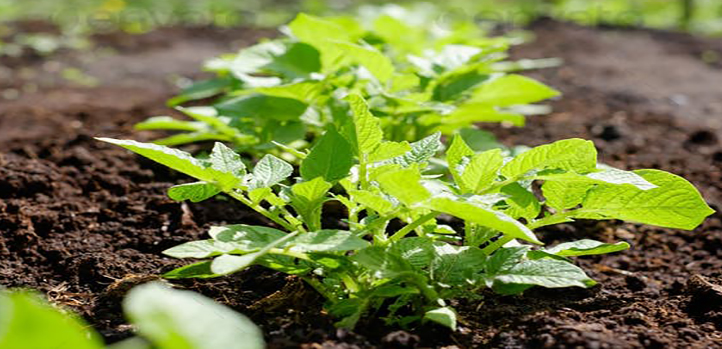 綠色有機肥應該怎么儲存？