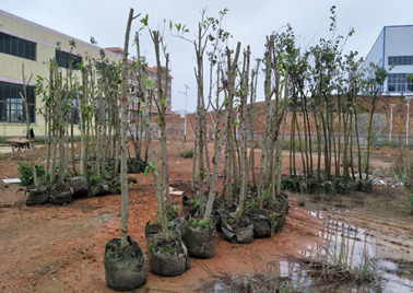 扶绥县林业局赠予我司200棵珍贵绿化苗木，助力美丽扶绥生态工业园区建设
