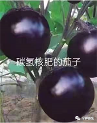 军神碳氢核肥携全国最大蘑菇，亮相2023中国（山东）团餐食材博览会