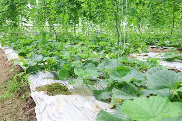 军神碳氢核肥现场观摩会在孔田镇大棚蔬菜基地举行
