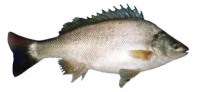 澳洲银鲈鱼