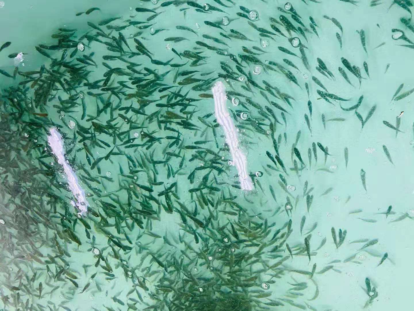 澳洲银鲈鱼苗