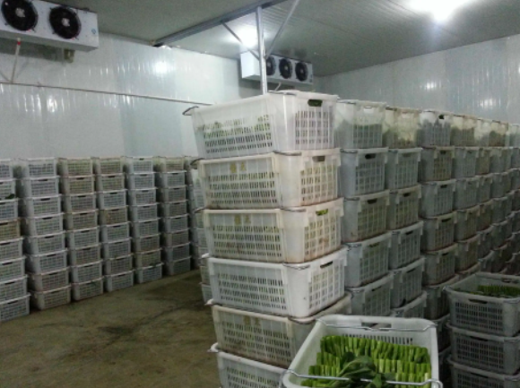 蔬菜冷库是否适合批量储存蔬菜？