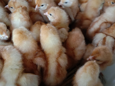 鸡雏孵化