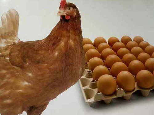 海兰褐蛋鸡孵化
