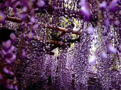 内蒙古紫藤花树
