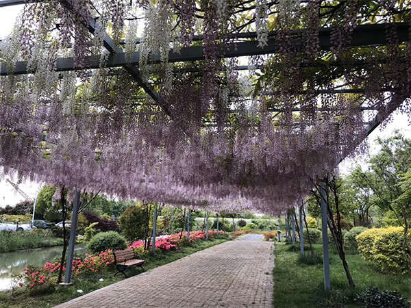 紫藤花树