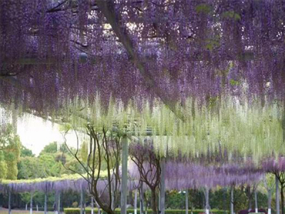 多花紫藤的繁殖方法介紹