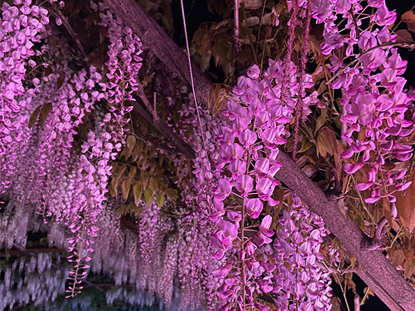 紫藤花树