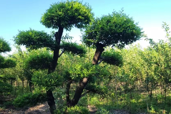 哈尔滨绿化苗木