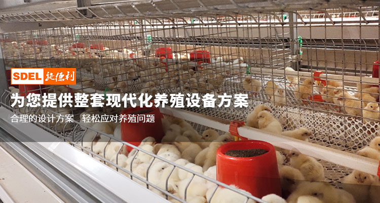 自动化鸡笼养设备厂家