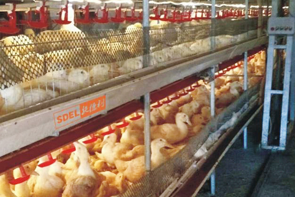 自动化鸡笼养设备厂家