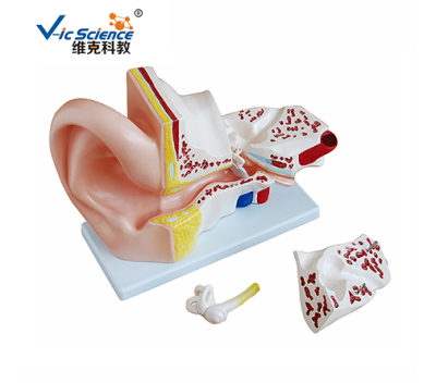 上海耳解剖模型