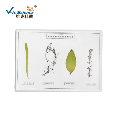 上海植物標本
