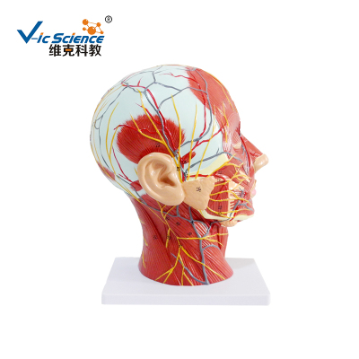 上海神經系統模型
