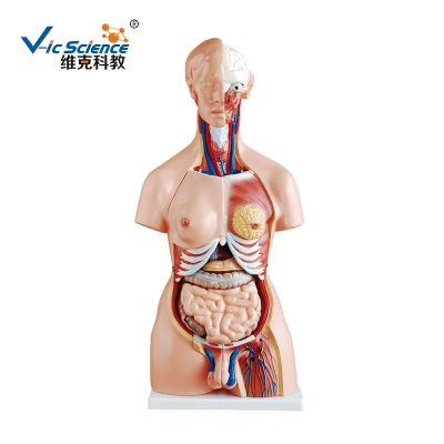 上海人體軀干模型