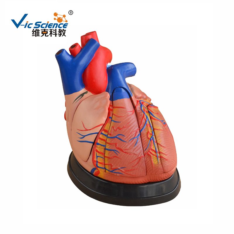 心臟解剖模型