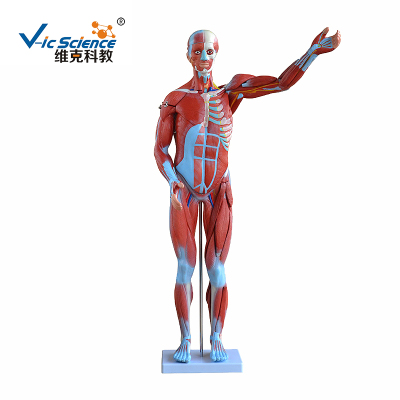 遼寧人體肌肉模型
