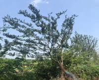 苏州造型朴树