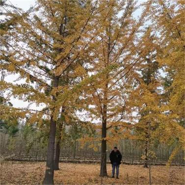 北京银杏树