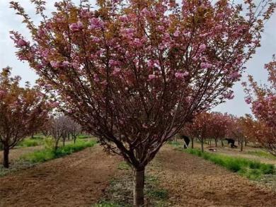 春天的海棠树