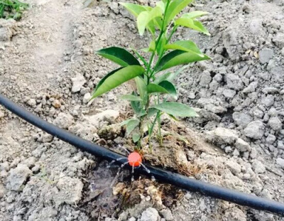 柑橘滴灌水肥一体化项目，节水灌溉项目