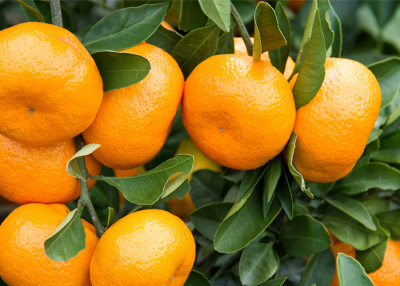 使用生态有机肥种植的橘子