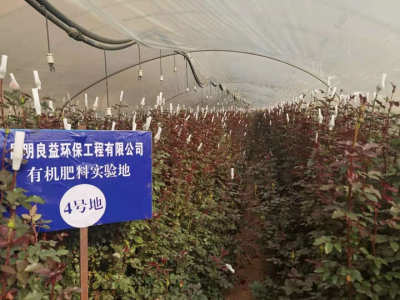 呈貢玫瑰花有機肥種植案例