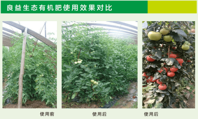 西红柿种植效果对比