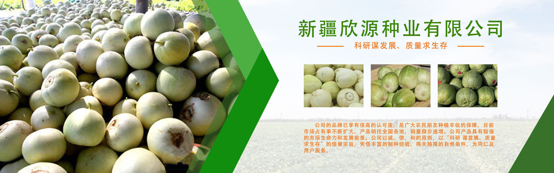 新疆哈密瓜種子,新疆哈密瓜種子公司,哈密瓜種子價格