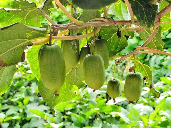 江苏优质软枣猕猴桃种植