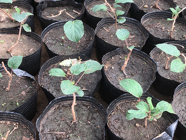 福州好的红豆杉幼苗种植