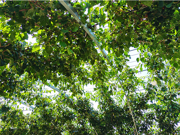 杭州哪有软枣猕猴桃多少钱
