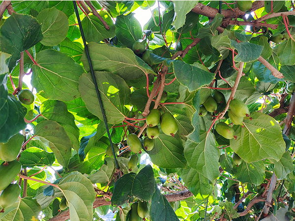 福建哪有软枣猕猴桃树苗种植