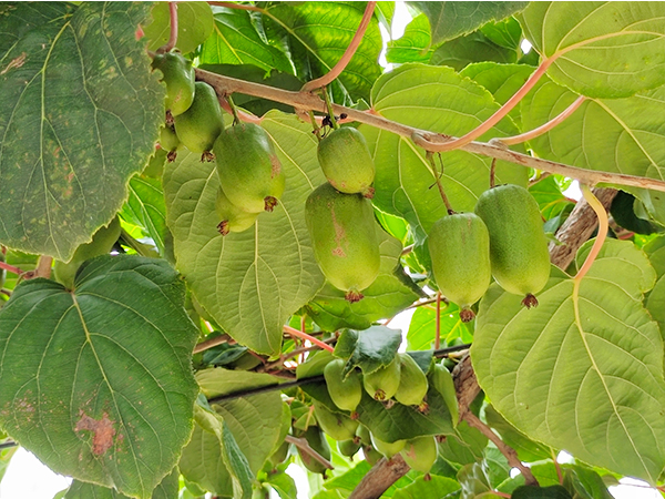 江苏优质软枣猕猴桃种植
