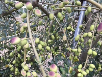 扬州橄榄树栽培