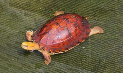上海闭壳龟的保护现状